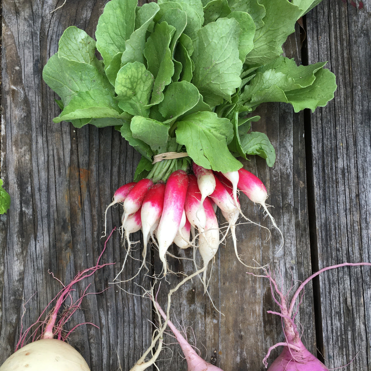 French Breakfast Radish Seed Packet