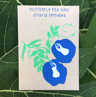 Butterfly Pea Vine Seed Packet