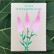 Celosia Amaranth (celosia argentea spicata) 100 seeds