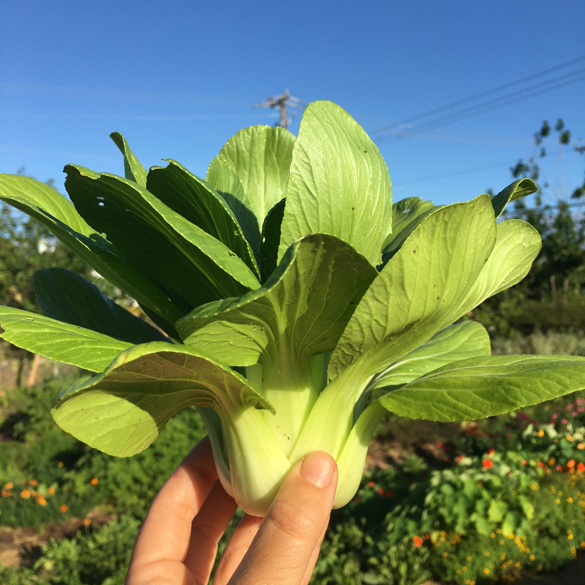 Li Ren Baby Bok Choi