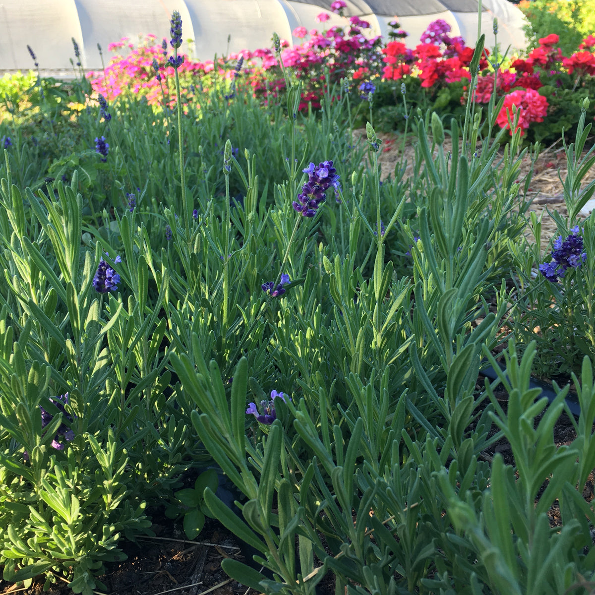 Florida Friendly Lavender