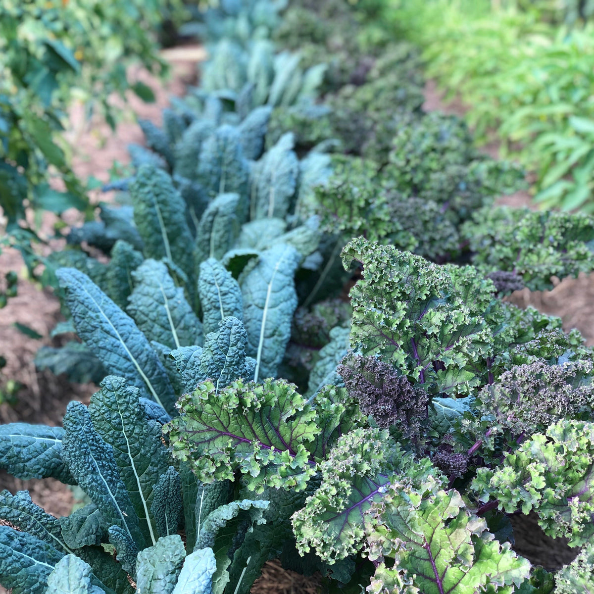 Curly Kale