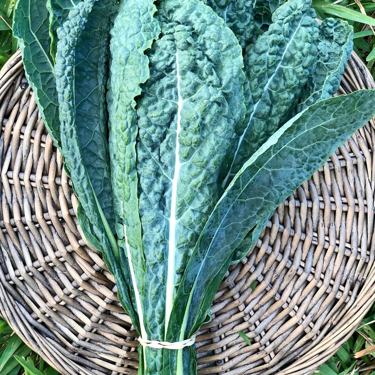 Dinosaur Kale Seed Packet