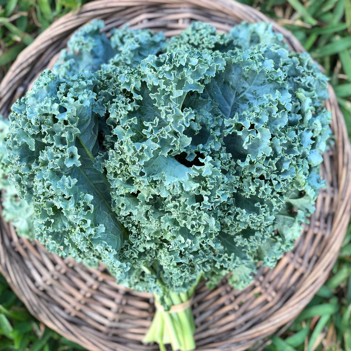 Curly Kale