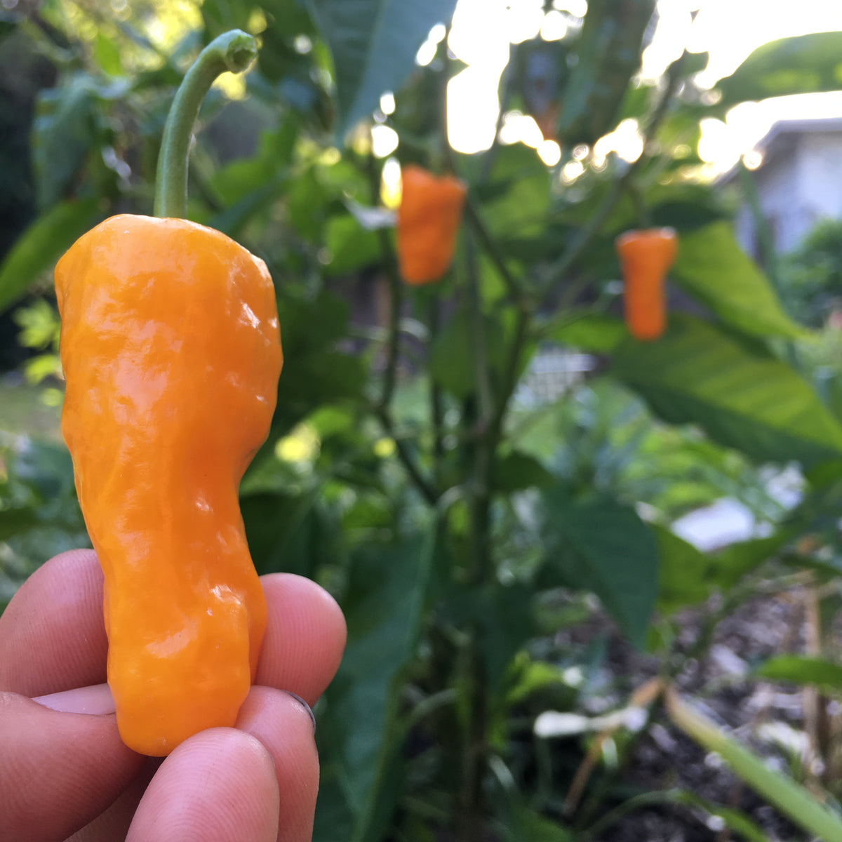 DATIL PEPPER (CAPSICUM CHINENSE) 30 SEEDS