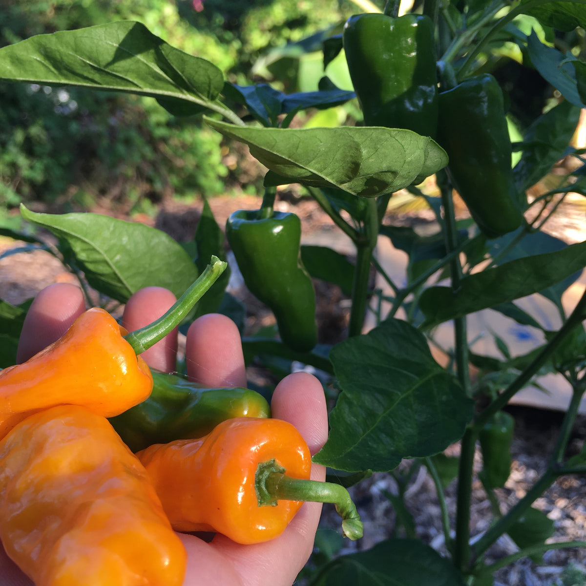 DATIL PEPPER (CAPSICUM CHINENSE) 30 SEEDS