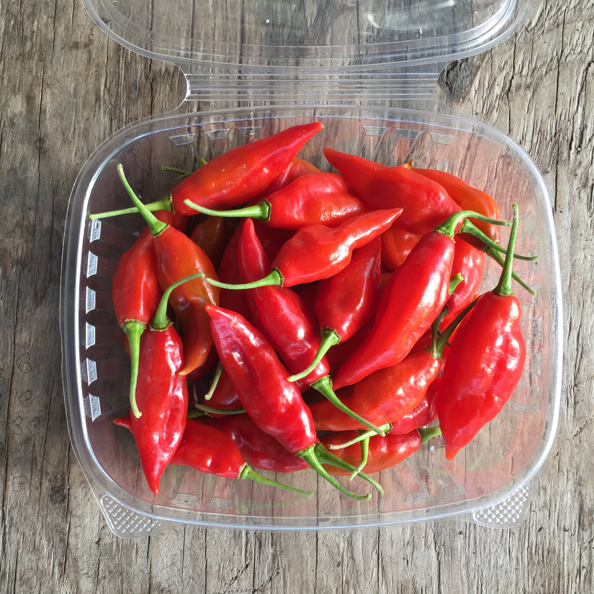 Hot Paper Lantern Pepper