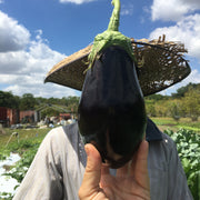 Galine Eggplant