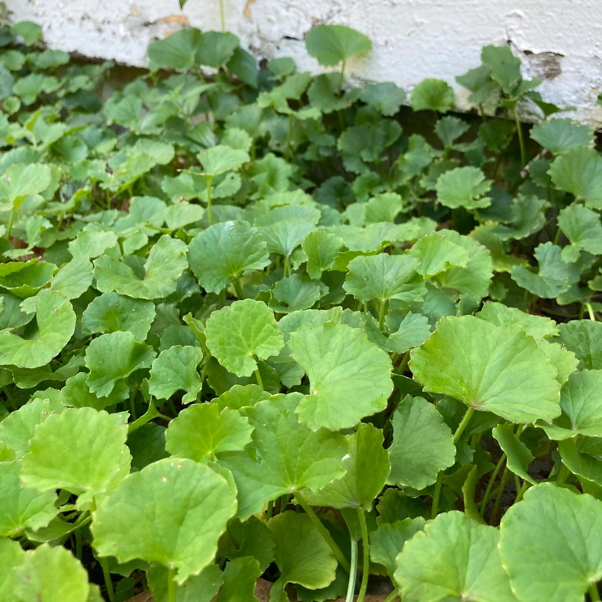 Gotu Kola