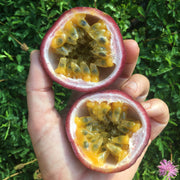 Purple Passionfruit Vine