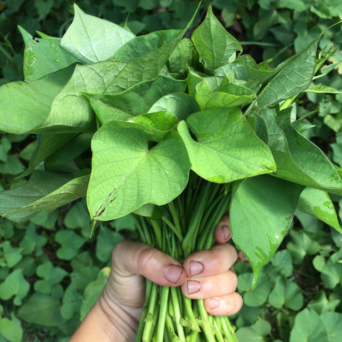Murasaki Sweet Potato