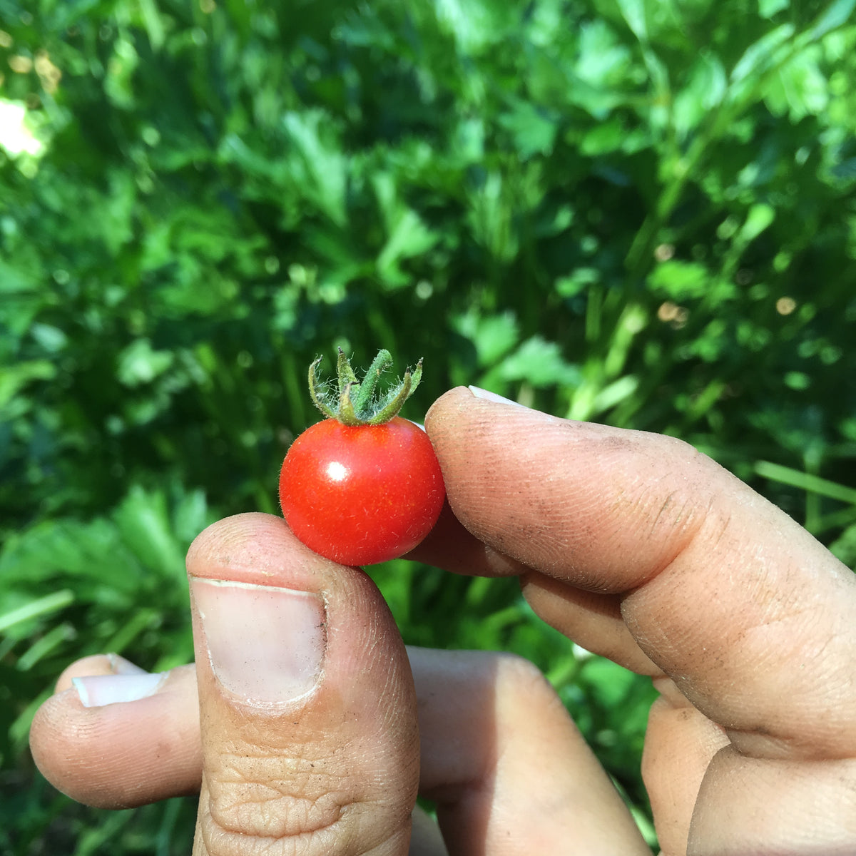 Everglades Cherry Tomato (solanum pimpinellifolium) 30 seeds