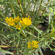 Yellowtop