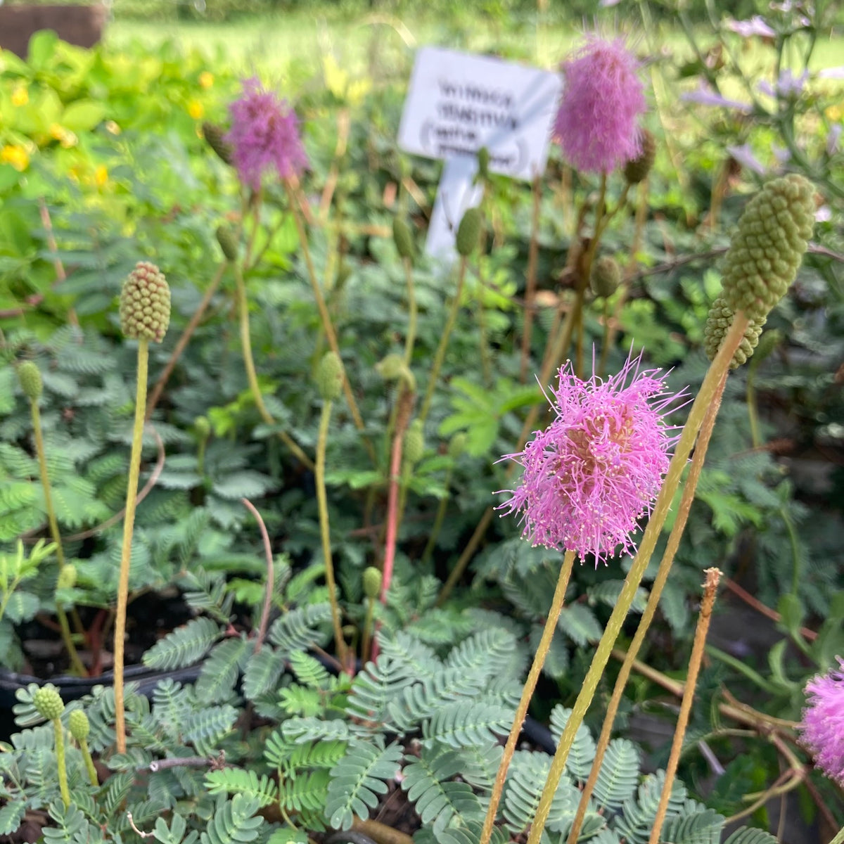 Native Powderpuff Mimosa