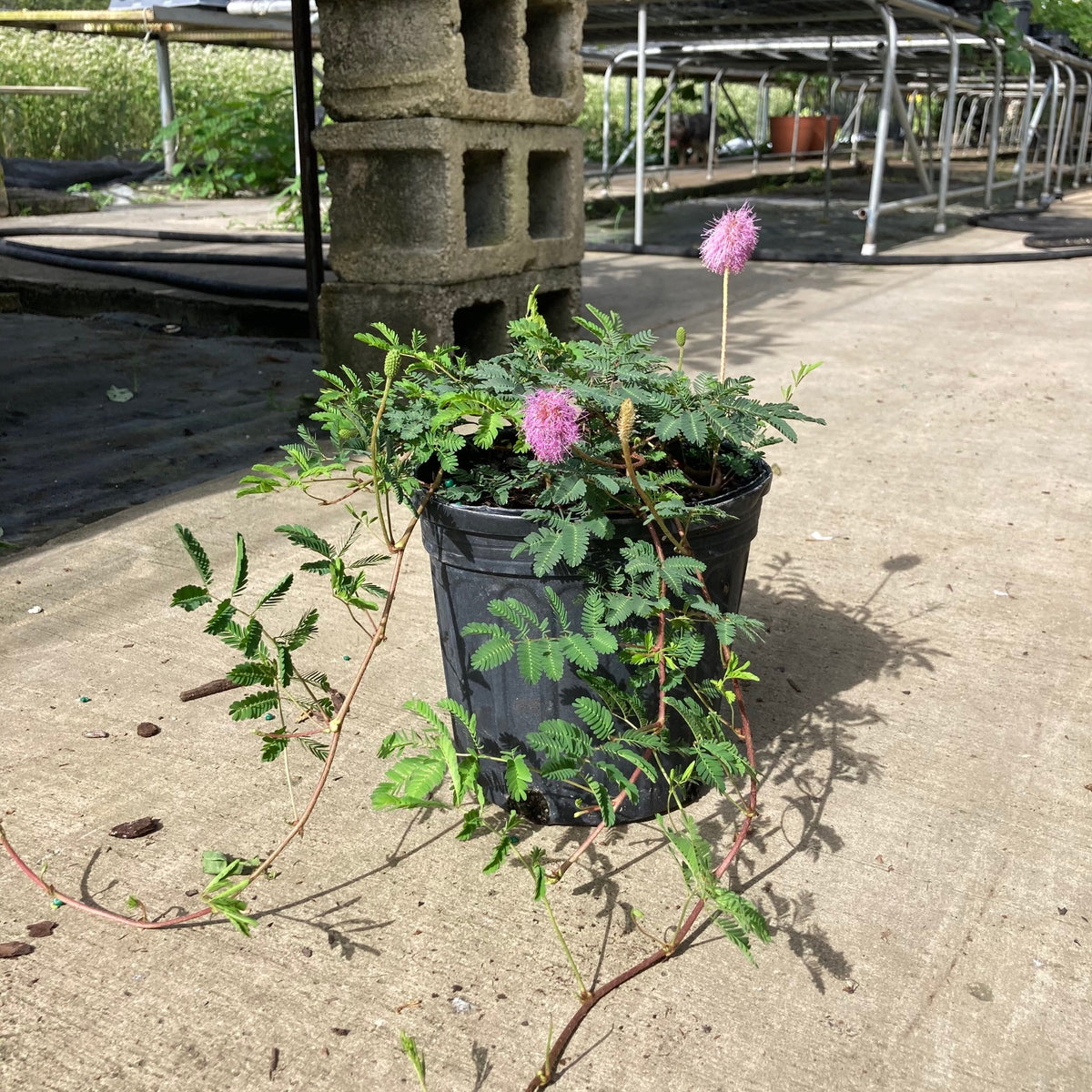 Native Powderpuff Mimosa