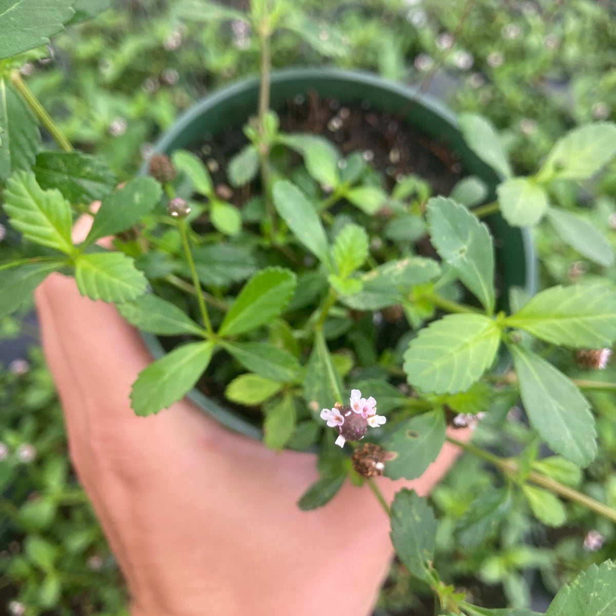 non-native Frogfruit