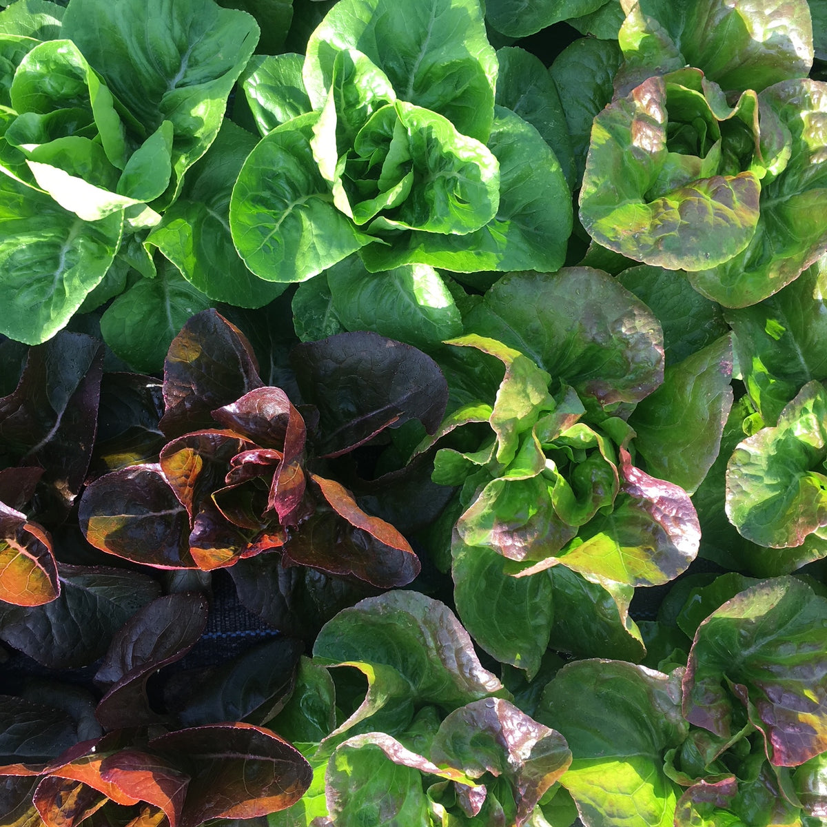 Newham Green Gem Romaine