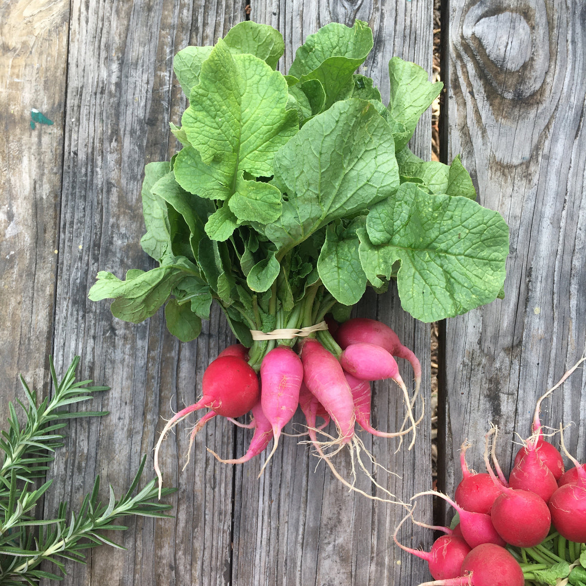 Pink Beauty Radish Seed Packet