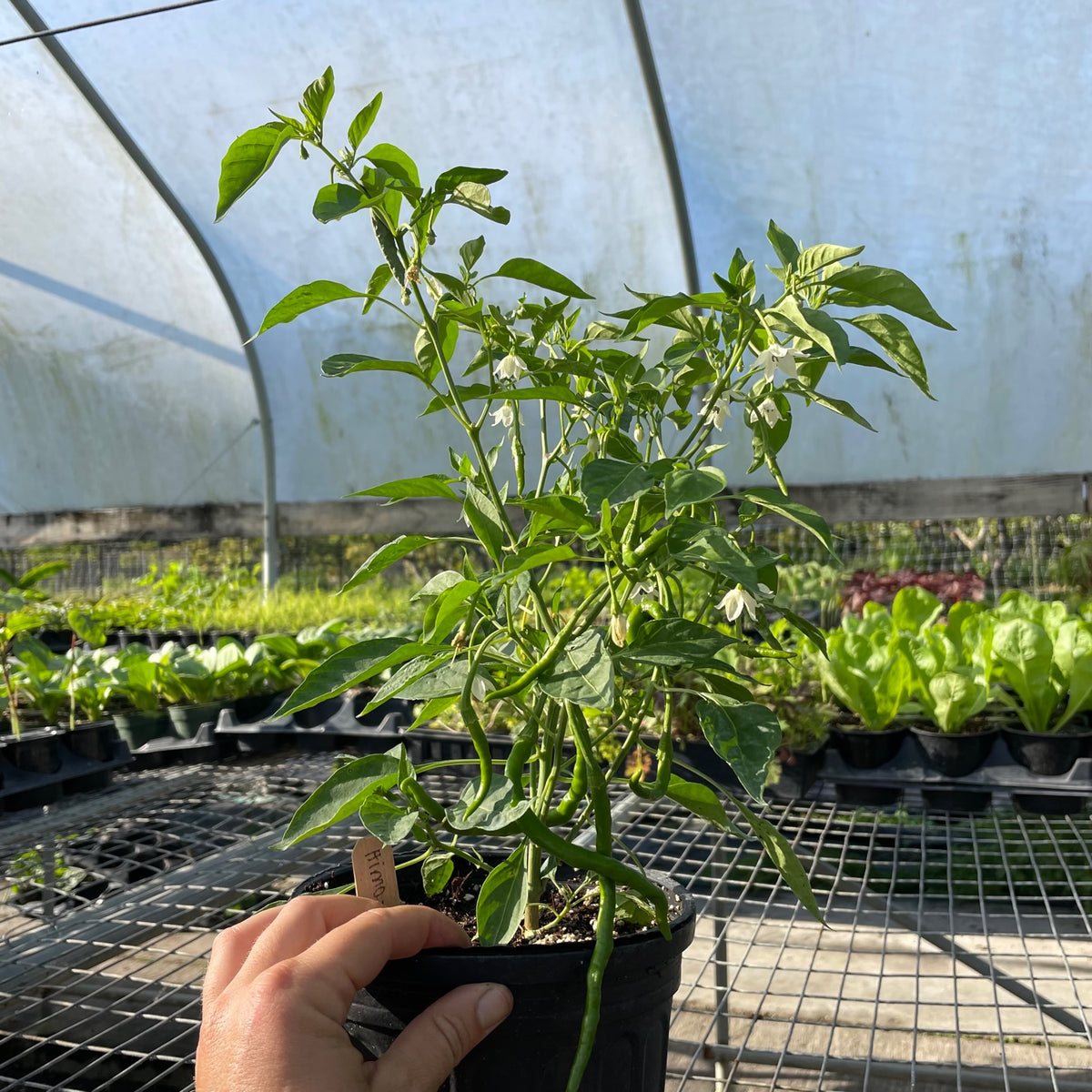 Himo Togarashi Pepper