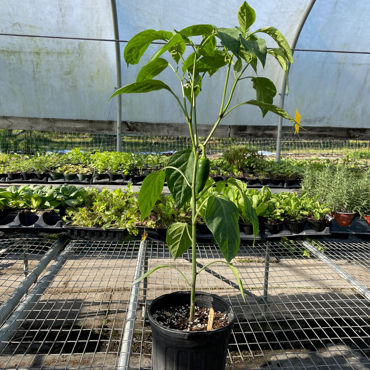Jalapeño Pepper