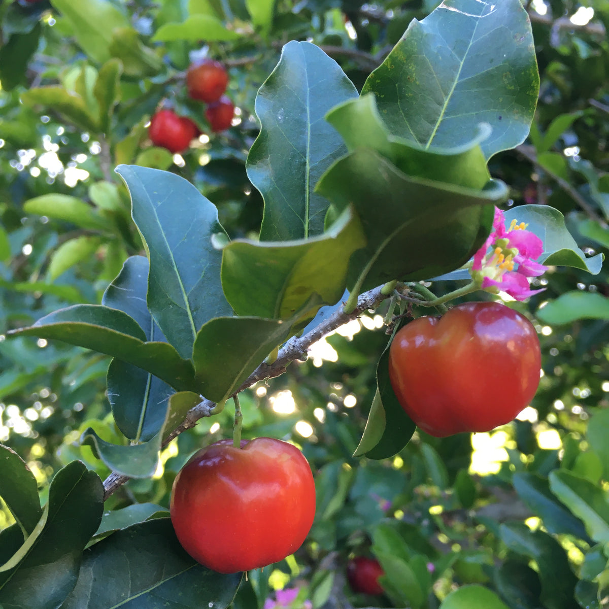 Barbados Cherry