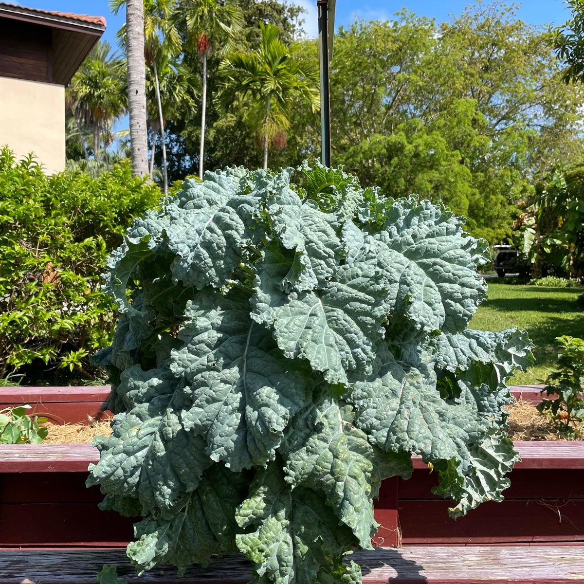 Rainbow Kale