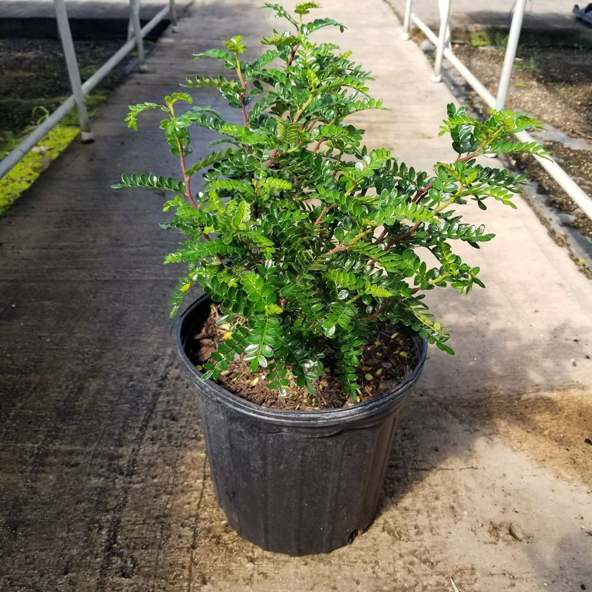 Chinese Pepper Tree aka Kinome Leaf