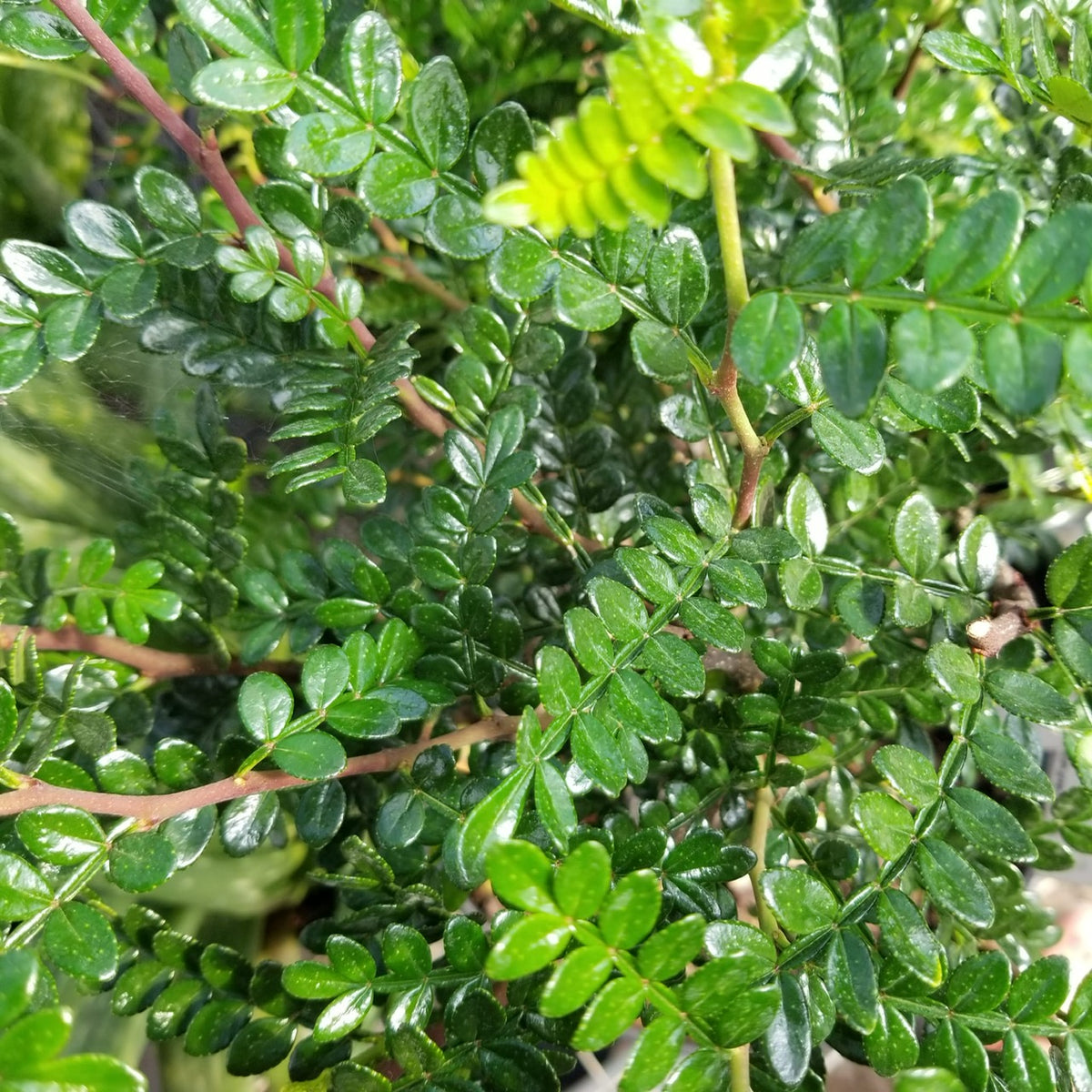 Chinese Pepper Tree aka Kinome Leaf