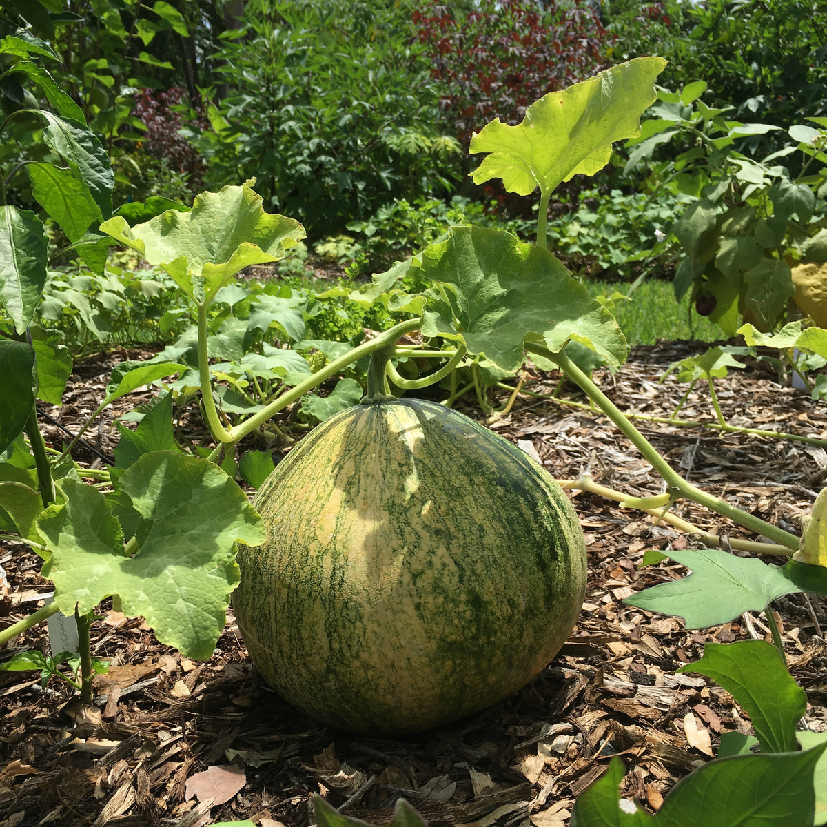 Seminole Pumpkin