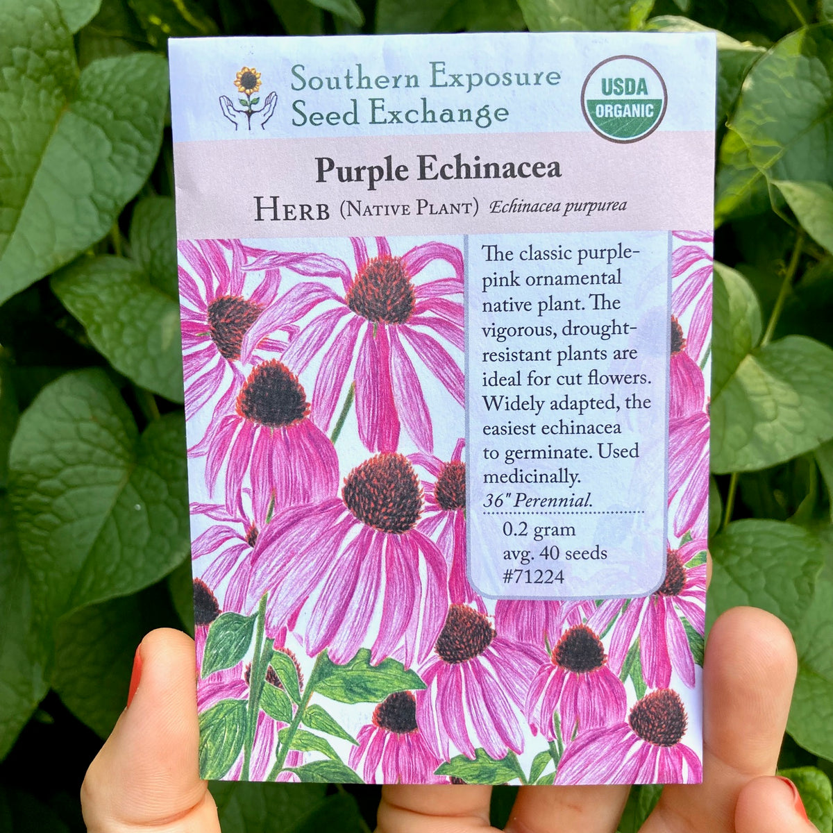 Echinacea - Seed packet