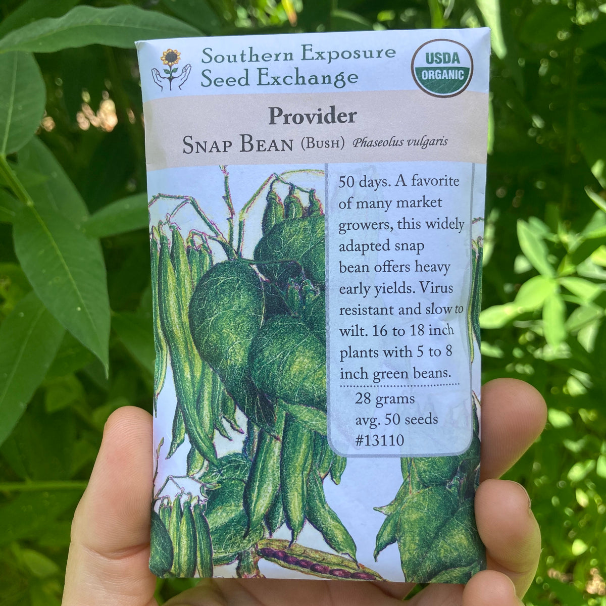 Provider Green Bush Bean Seed Packet