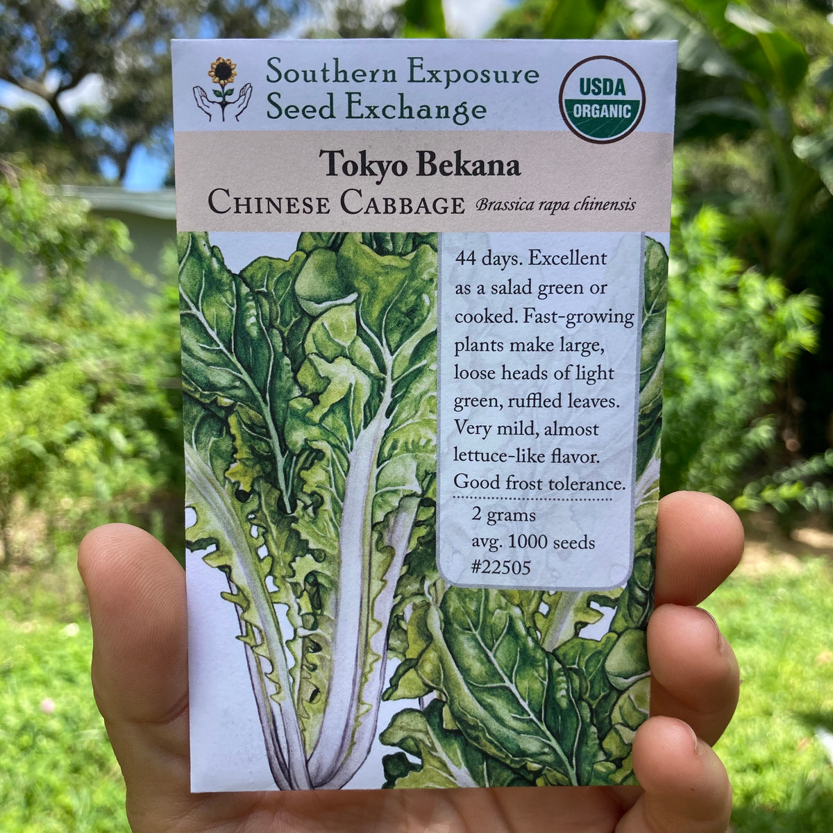 Tokyo Bekana aka Pei Tsai Greens Seed Packet