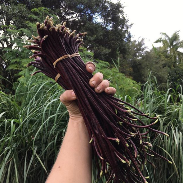 Chinese Red Noodle Yardlong Bean Seed Packet