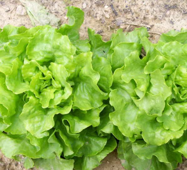 Capitan Butterhead Lettuce Seed Packet