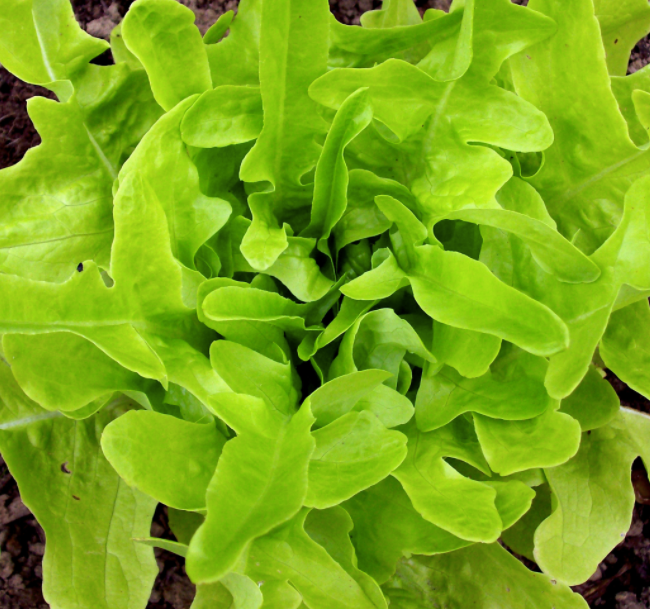 Thai Oakleaf Lettuce Seed Packet
