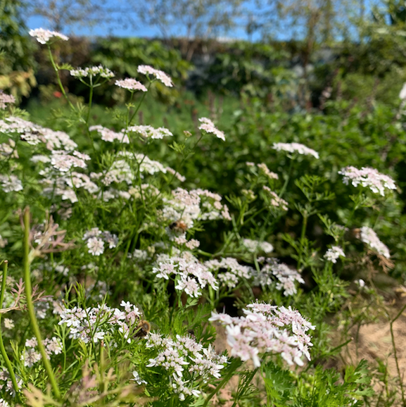 Cilantro Seed Packet