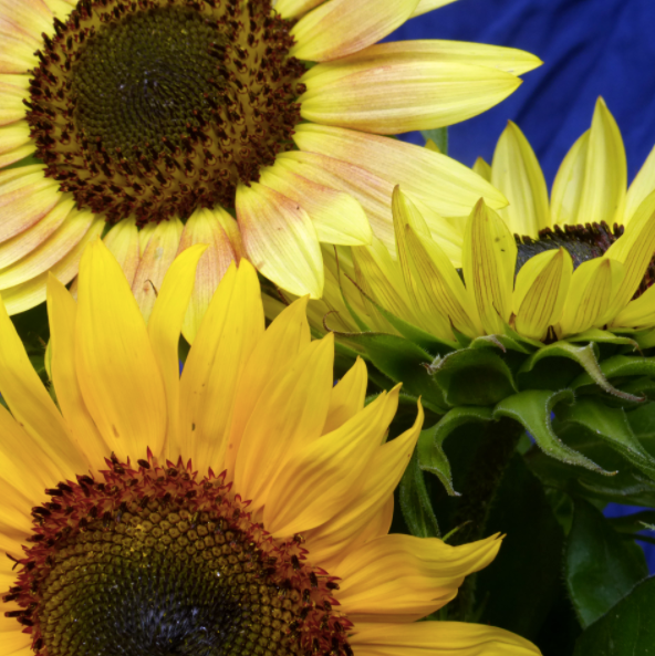Autumn Beauty Sunflower Seed Packet