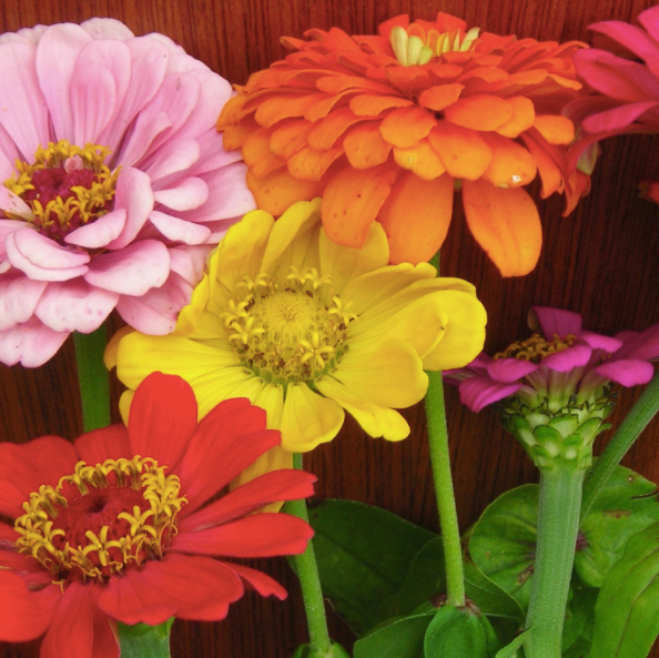 State Fair Zinnia Mix Seed Packet