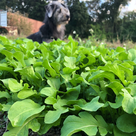 Arugula Seed Packet