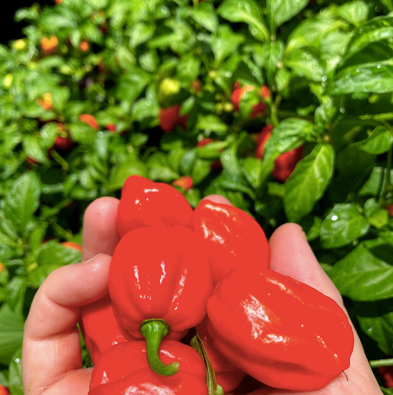 Aji Dulce Pepper Seeds