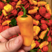 Datil Pepper