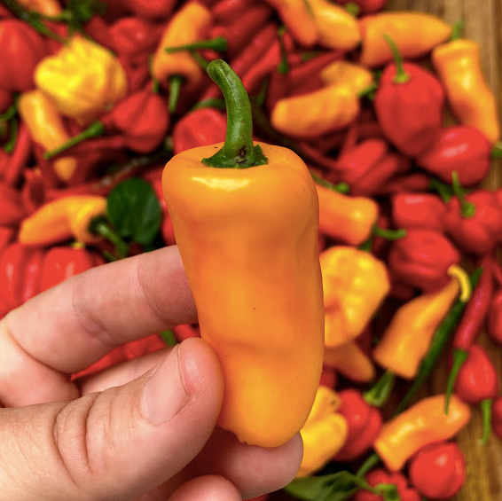 Datil Pepper