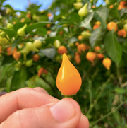 Yellow Biquinho Pepper