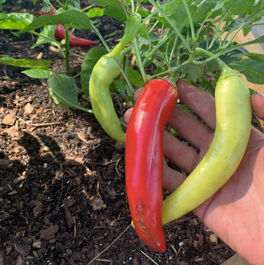 Sweet Banana Pepper