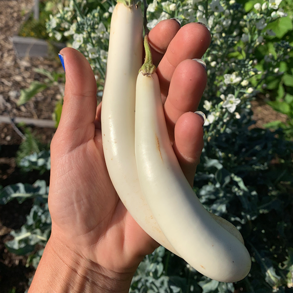 Gretel Eggplant