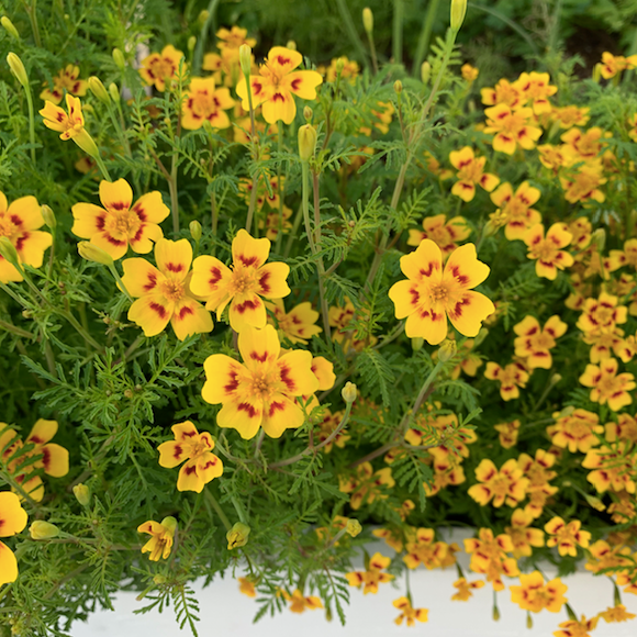 Citrus Gem Marigolds