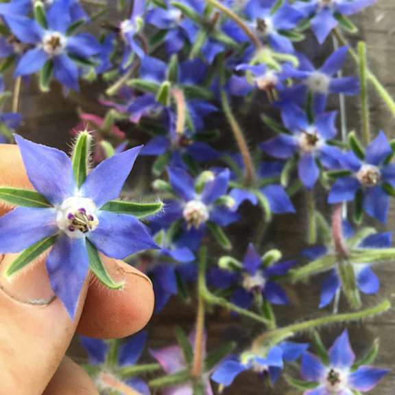Blue Borage seed packet