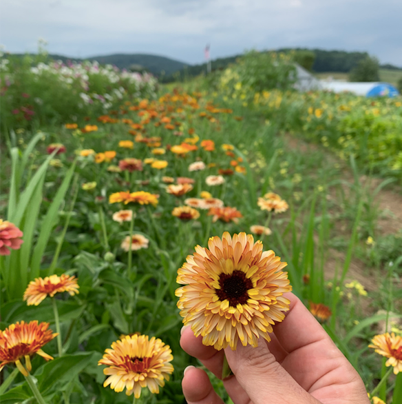 Flashback Calendula