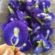 Clitoria aka Butterfly Pea Vine