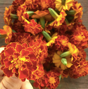 Durango Outback Orange & Yellow Marigold